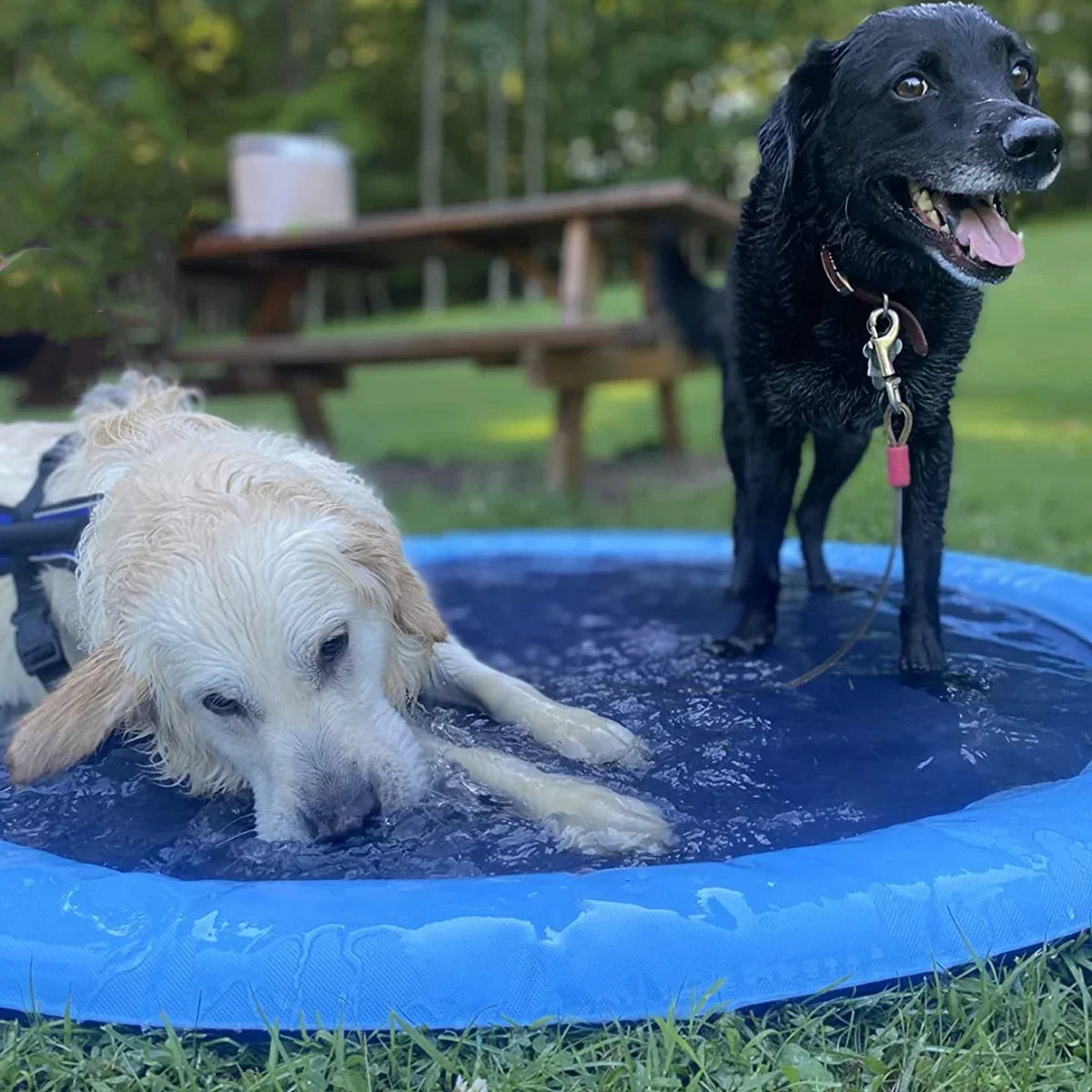 Das aufblasbare Haustierparadies "Paws in the Pools"